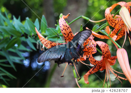 オニユリの花の蜜を吸うカラスアゲハ オニユリの花の蜜を吸うカラスアゲハ 42628707