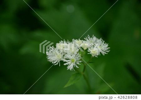 カラマツソウ 42628808