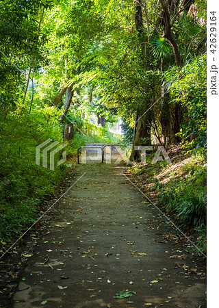 国分寺市 伝鎌倉街道の風景 42629164