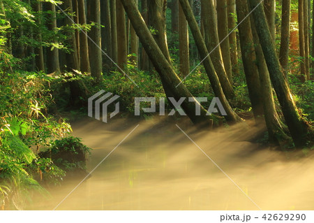 夏の牛渡川 42629290