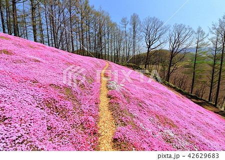 東藻琴芝桜公園<満開> 東藻琴芝桜公園<満開> 42629683