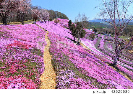東藻琴芝桜公園＜満開＞ 42629686
