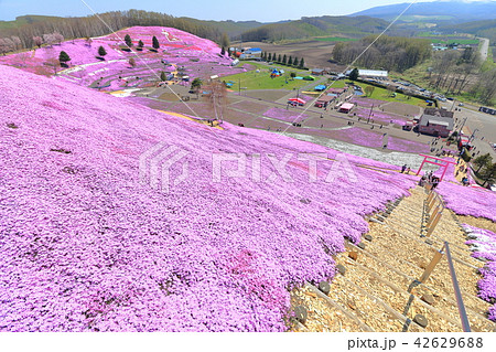 東藻琴芝桜公園<満開> 東藻琴芝桜公園<満開> 42629688