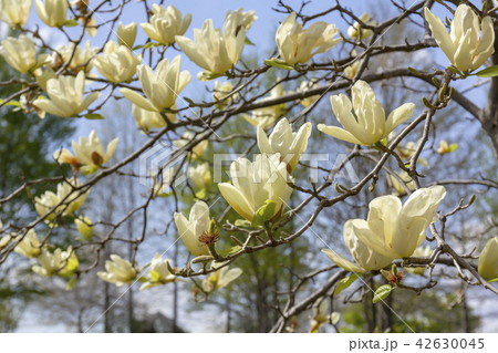 ハクモクレン 42630045