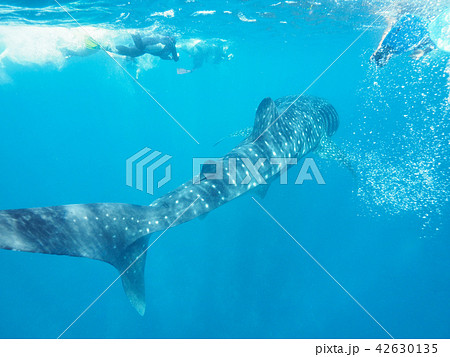 ジンベエザメ ジンベエザメ 42630135