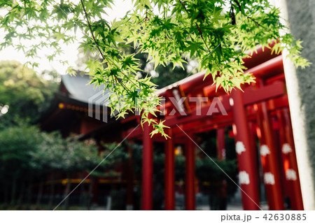 日本 ジャパン 日本国 42630885