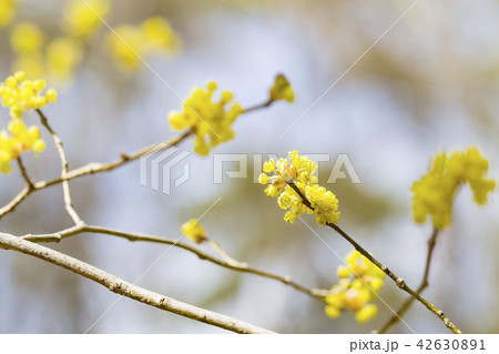 アブラチャン 42630891