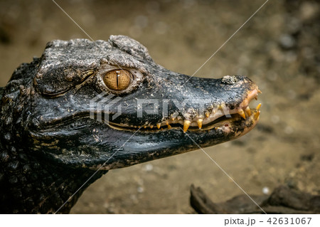 Head of a crocodile (Paleosuchus palpebrosus).  42631067