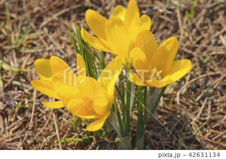 クロッカス 42631134