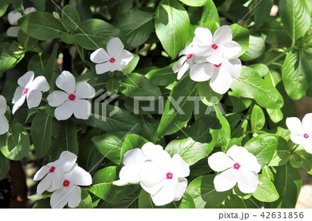 ニチニチソウ 42631856