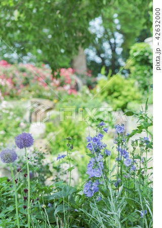 アリウム ギガンチウム 庭園 アリウム ギガンチウム 庭園 42632000