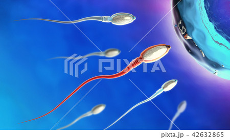 sperm cells moving to the right towards egg cell 42632865