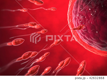 red sperm cells swimming towards egg cell 42632868