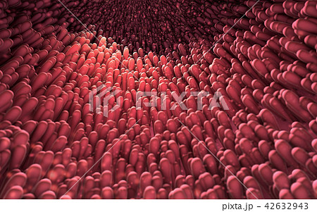 microscopic closeup of intestine villus 42632943