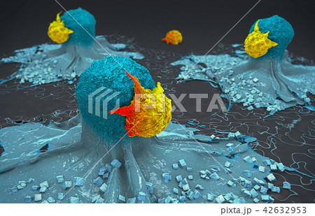 cancer cell attacked and killed by lymphocytes 42632953