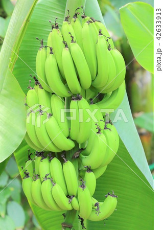 バナナ 42633913