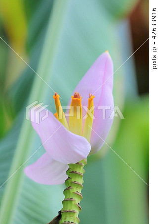 バナナの花 バナナの花 42633916