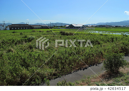 放棄田、遊休農地化した田んぼ 42634517