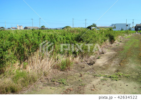 放棄田、遊休農地化した田んぼ 放棄田、遊休農地化した田んぼ 42634522