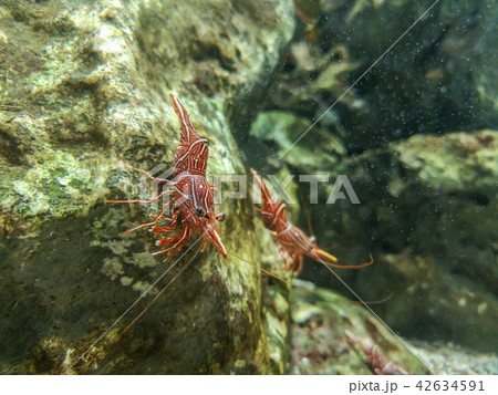 Red camel shrimp on rock under water Red camel shrimp on rock under water 42634591
