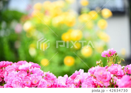 薔薇　アンジェラ 42634730