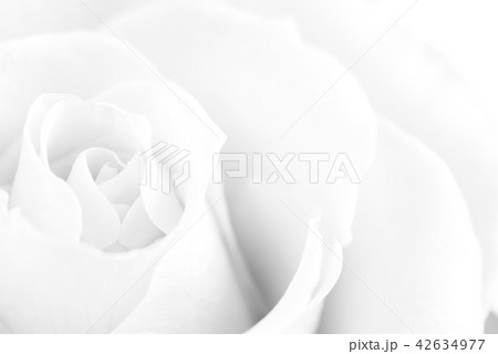背景素材 薔薇 ソフト 背景素材 薔薇 ソフト 42634977