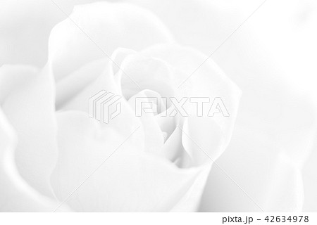 背景素材 薔薇 ソフト 背景素材 薔薇 ソフト 42634978