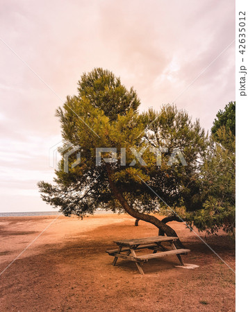 Pine trees on the Mediterranean seashore Pine trees on the Mediterranean seashore 42635012