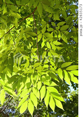 光の中の欅 42635173