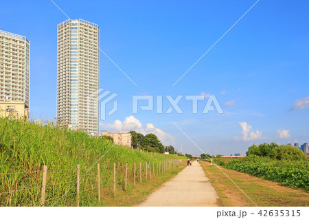 夏の多摩川 二子玉川の写真素材