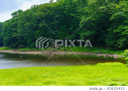 栃木県那須塩原 大沼園地 大沼(7月) 栃木県那須塩原 大沼園地 大沼(7月) 42635451