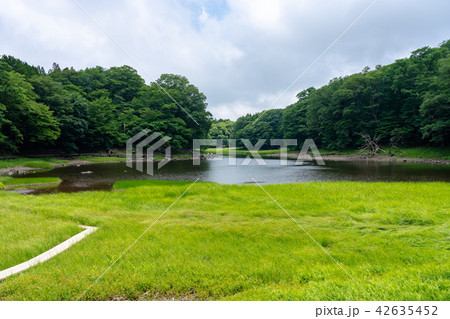 栃木県那須塩原　大沼園地　大沼（7月） 42635452