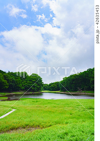 栃木県那須塩原 大沼園地 大沼(7月) 栃木県那須塩原 大沼園地 大沼(7月) 42635453