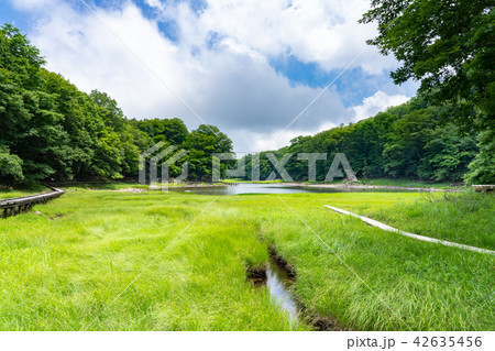 栃木県那須塩原　大沼園地　大沼（7月） 42635456