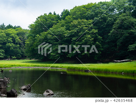 栃木県那須塩原 大沼園地 大沼(7月) 栃木県那須塩原 大沼園地 大沼(7月) 42635468