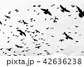 birds flying in the sky 42636238