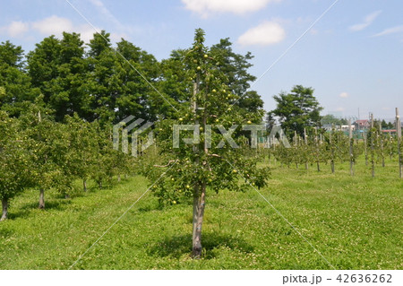 夏の弘前郊外の林檎園の若木 夏の弘前郊外の林檎園の若木 42636262