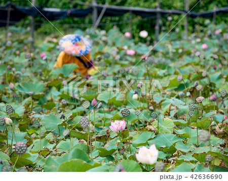 Farmer is collecting lotus pods Farmer is collecting lotus pods 42636690
