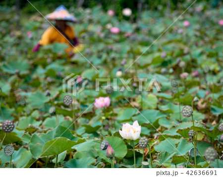 Farmer is collecting lotus pods 42636691