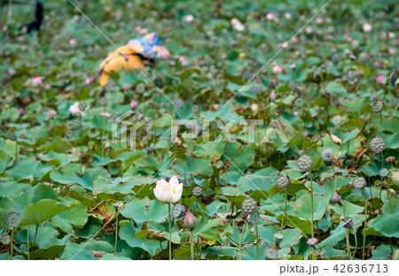 Farmer is collecting lotus pods 42636713