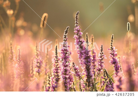 Loosestrife (Lythrum salicaria) on a meadow 42637205