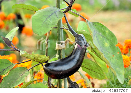 千両茄子 42637707