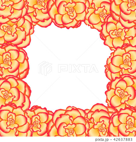 Begonia Flower, Picotee Sunburst Border 42637883