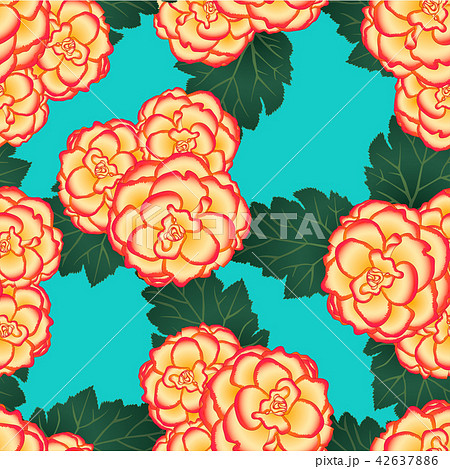 Begonia Flower, Picotee Sunburst Teal Background 42637886
