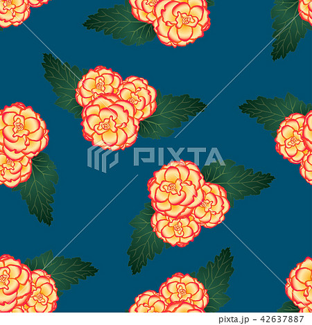 Begonia Flower, Picotee Sunburst Blue Background. 42637887