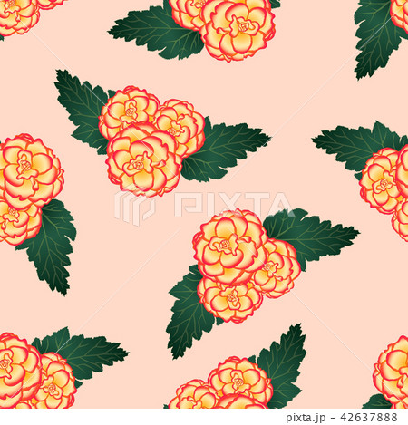 Begonia Flower, Picotee Sunburst Pink Background 42637888