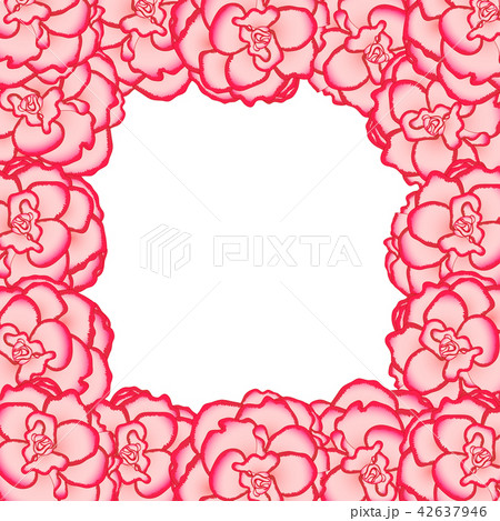 Pink Begonia Flower, Picotee First Love Border. 42637946