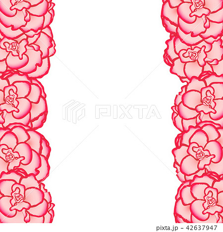 Pink Begonia Flower, Picotee First Love Border 42637947