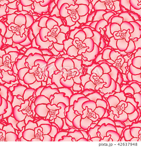 Pink Begonia Flower, Picotee First Love Background 42637948