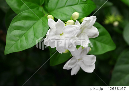 ジャスミンの花 42638167